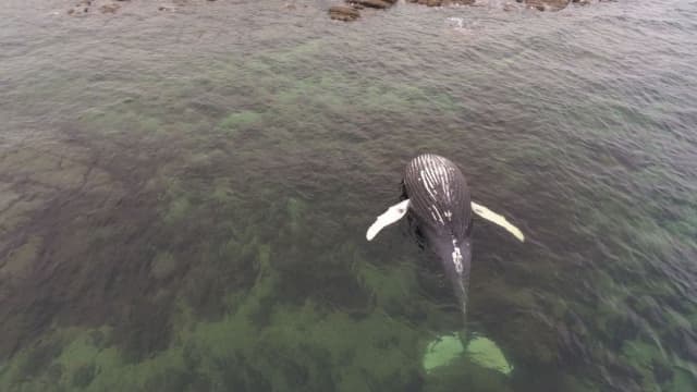 Une baleine morte échouée retrouvée à Réville (Manche) dimanche 10 novembre 2024.