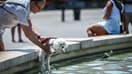 Un homme rafraîchit son chien dans une fontaine, le 22 juillet 2022. (Illustration)