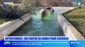 Alpes-de-Haute-Provence: un centre de soins pour chevaux à Entrevennes, dont de l'ostéopathie 