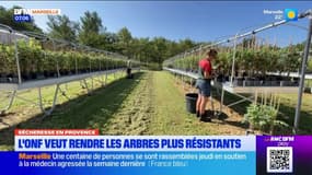 Sécheresse en Provence: l'Office national des forêts souhaite rendre les arbres plus résistants