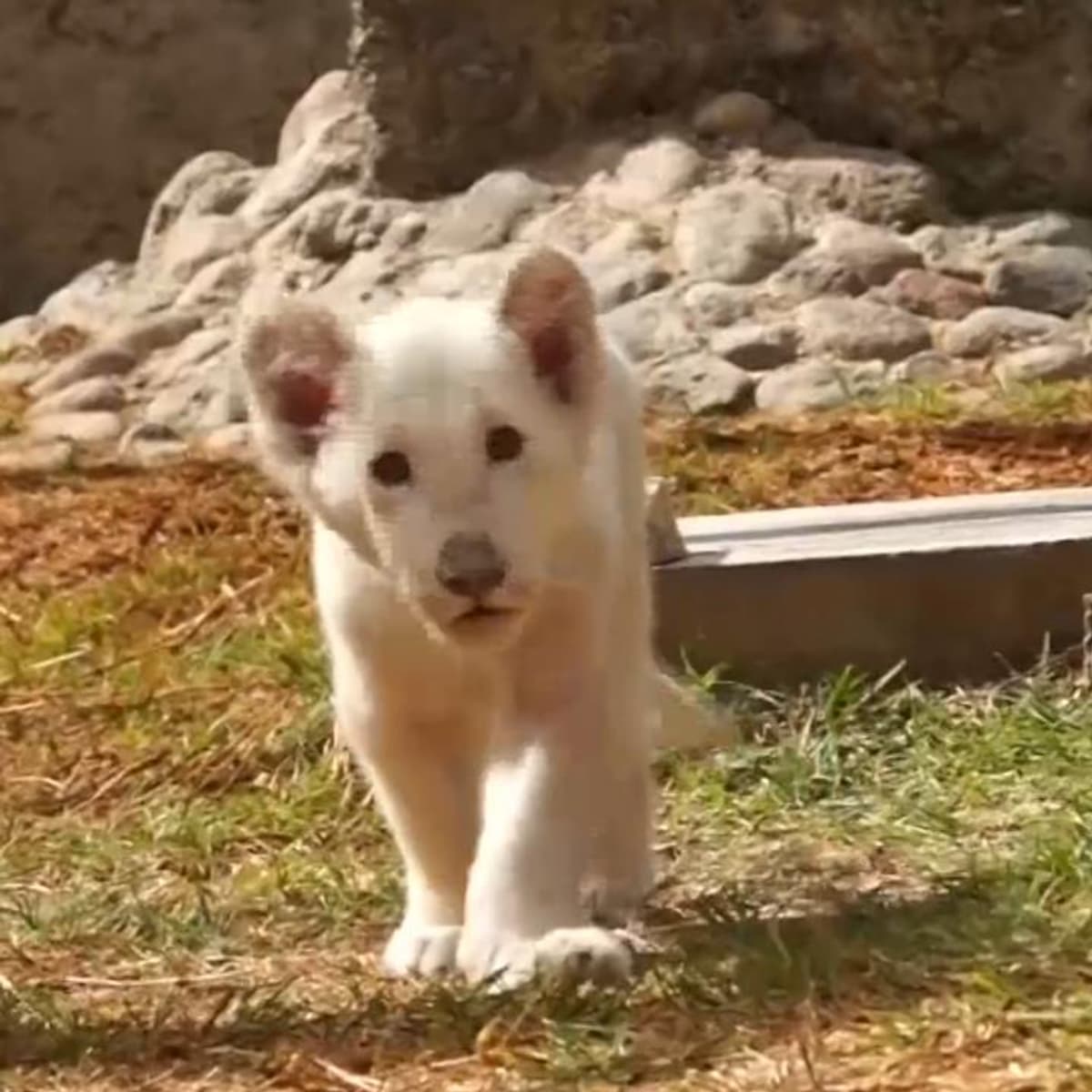 placeholder video