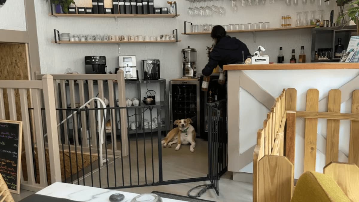 placeholder video