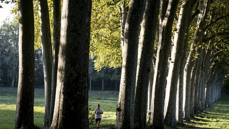 Des platanes (photo d'illustration).