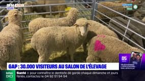 30.000 visiteurs au Salon de l'élevage à Gap