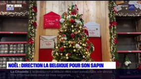 Noël: direction la Belgique pour acheter son sapin