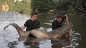Mathieu et Laurent Terrin avec le silure le plus long jamais pêché en France, mesurant 2m75, juin 2025