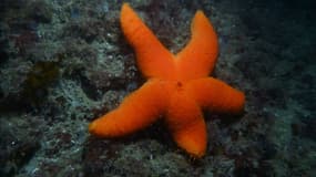 Une étoile de mer de type pteraster militaris. 