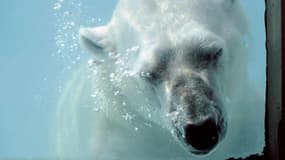 Ours polaire au zoo d'Amneville, le 4 juin 2010