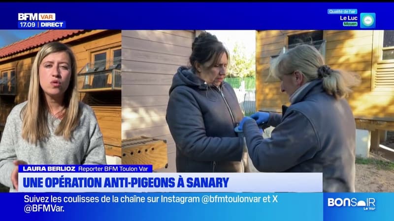 Sanary-sur-Mer: une opération anti pigeons réalisée par la ville