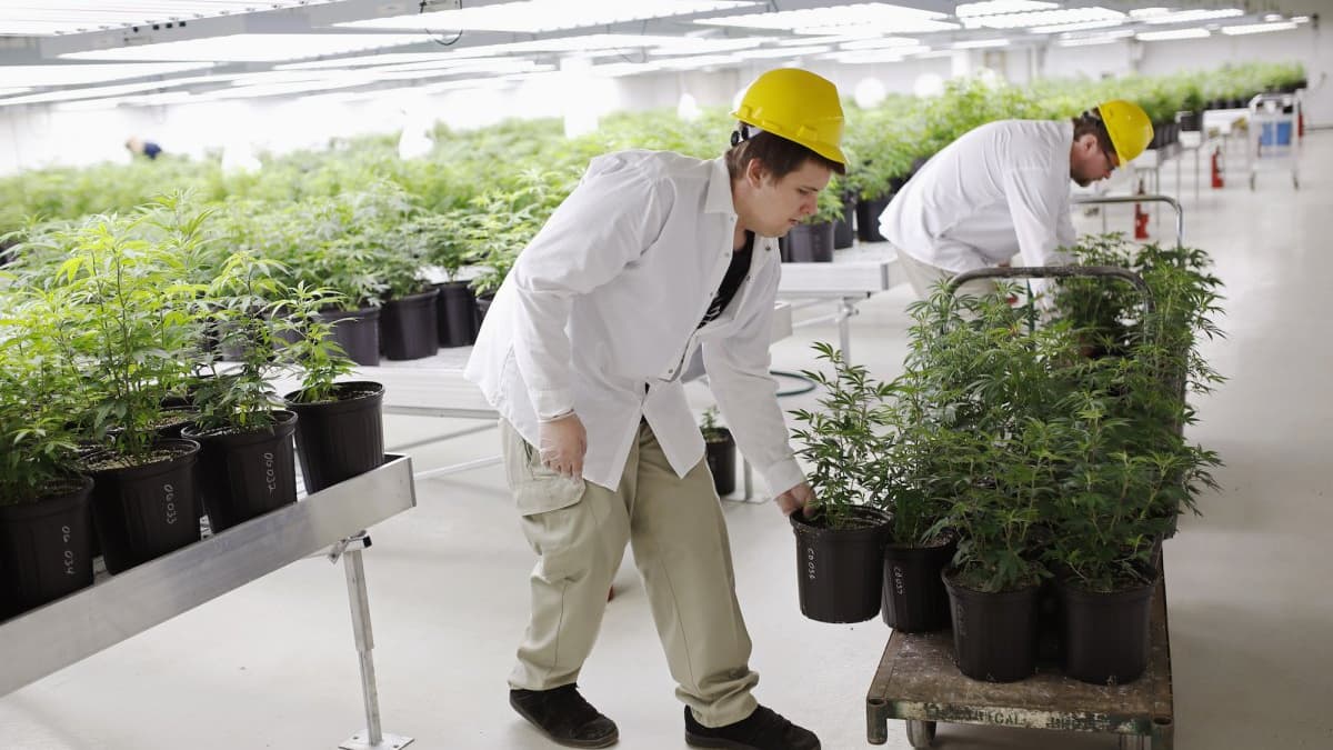 La société compte 202 employés qui s'occupent de la culture des plantes, de la transformation des produits ou des aspects commerciaux et marketing. La société compte 202 employés qui s'occupent de la culture des plantes, de la transformation des produits ou des aspects commerciaux et marketing.