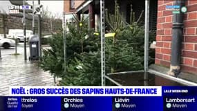 Noël: le succès des sapins "made in Hauts-de-France"