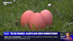 L'ARS Île-de-France recommande de ne pas consommer les œufs des poulaillers domestiques