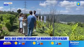 Nice: des vins du domaine viticole "La Source" intègrent la marque Côte d'Azur