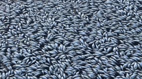 Cette photo de centaines de milliers de poissons morts dans une rivière australienne illustre depuis quelques jours les conséquences dramatiques de la chaleur extrême en Australie.