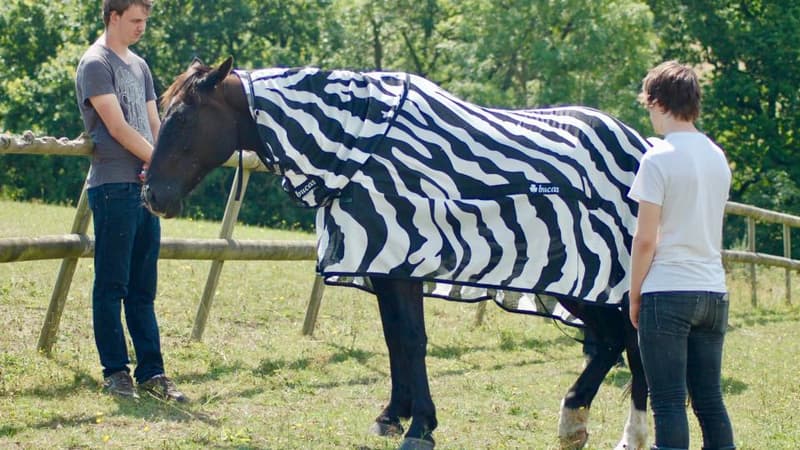 Des scientifiques britanniques ont déguisé des chevaux en zèbres pour comprendre pourquoi ils sont rayés