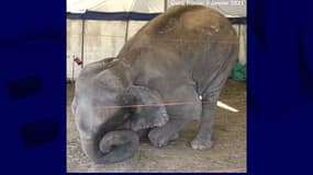 L'éléphante Dumba le 5 janvier dernier.