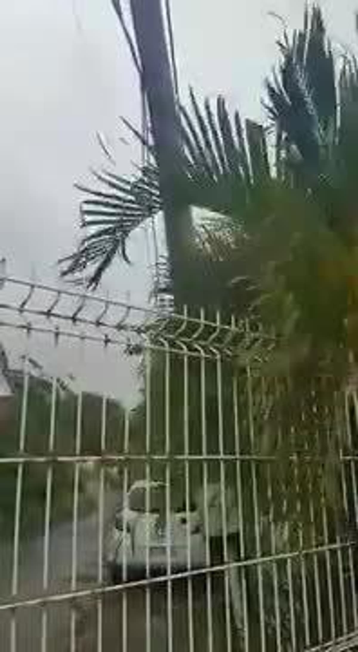 placeholder video