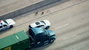 Une famille d'oies escortée par la police dans l'Illinois aux Etats-Unis