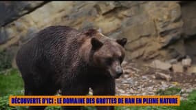 Découverte d'ici : Le Domaine des Grottes de Han en pleine nature