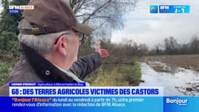 Haut-Rhin: les castors sèment la zizanie dans les terres agricoles