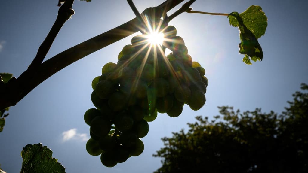 Les vignes du "Château de Ciceron", à Ribaute, le 26 juillet 2023. Les propriétaires de ce vignoble se sont adaptés au réchauffement climatique en plantant des cépages portugais et espagnols.