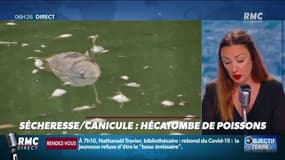10 tonnes de poissons trouvés morts dans un lac de la région parisienne... Que s'est-il passé?