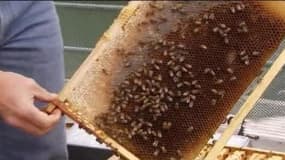 Le miel fabriqué par les abeilles de la ruche