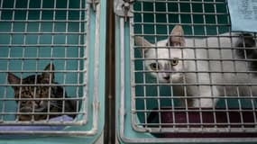Des chats dans un refuge de la SPA, le 29 juillet 2021 à Chamarande, dans l'Essonne. Photo d'illustration
