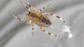 Plus de 10% des araignées françaises sont menacées de disparition (illustration)