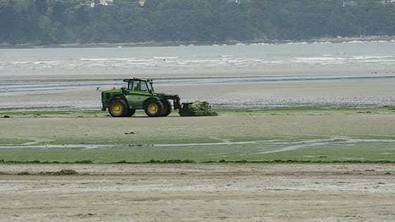 Cinq nouveaux cadavres de sangliers sur une plage de Bretagne