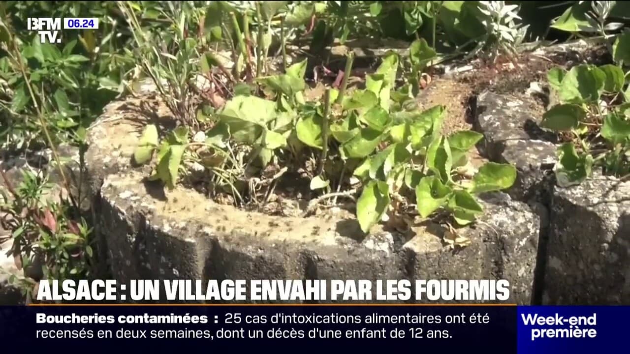 1.000 habitants et des millions de fourmis le village de PetitLandau — free download