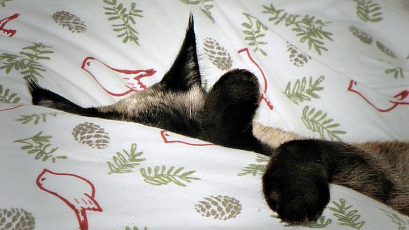 L'étude ne signale pas combien de Français autorisent leurs animaux de compagnie à se glisser sous leur couette