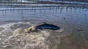  Cyril Foucaud a sauvé un requin bleu de plus de deux mètres dans le bassin d'Arcachon