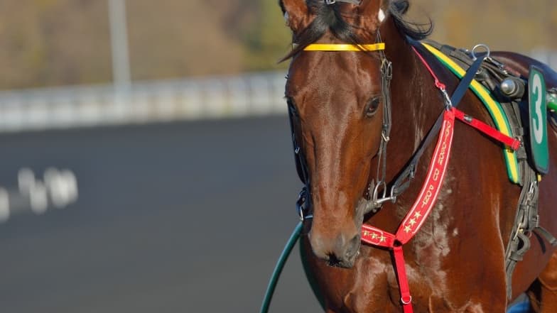 Davidson du Pont vise la victoire dans le Prix de Paris