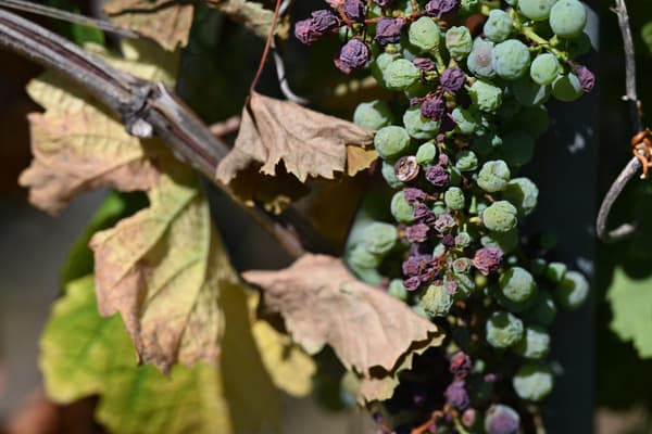 Des grains de raisin asséchés par la chaleur, à Wettolsheim, en Alsace, en France, le 10 août 2022
