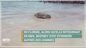 Fidèle à sa réputation, cette tortue se traîne (très) lentement sur la plage