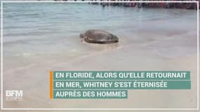 Fidèle à sa réputation, cette tortue se traîne (très) lentement sur la plage