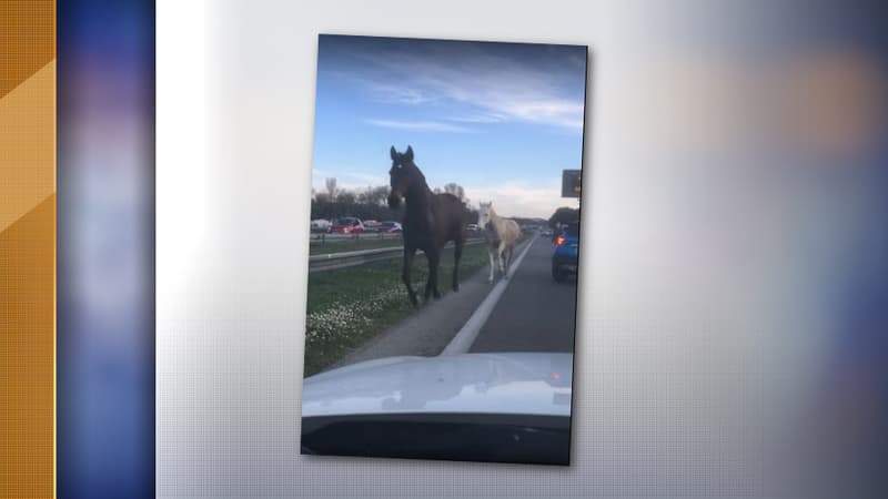 Les deux équidés se sont retrouvés à contre-sens sur l'A51.
