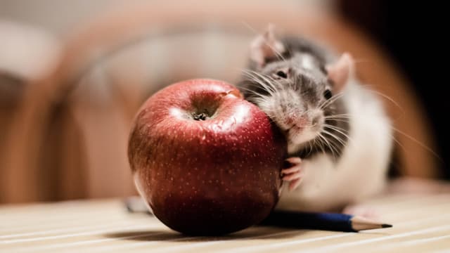 Une ville pakistanaise infestée de rats met leur tête à prix - Jeudi 31 mars 2016
