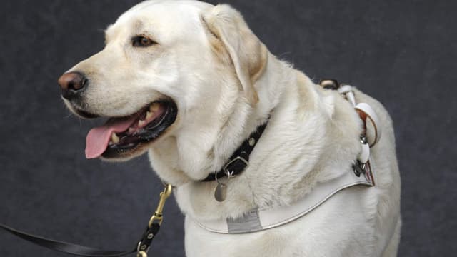 Pour les vacanciers, le chien peut être aussi un atout pour... draguer