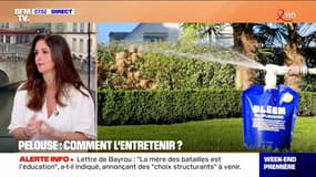 Jaune, marron ou clairsemée: voici comment entretenir sa pelouse 