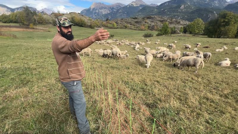 Un jour, ils vont bouffer les chiens: à Champcella, l'inquiétude après une attaque de loups