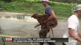 Ce chien a été sauvé après le passage de l'ouragan Florence aux Etats-Unis