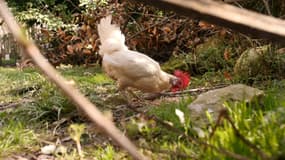 Le coq Ricco à Boussieu (Isère)