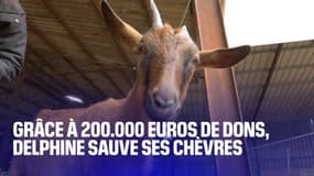 Delphine, éleveuse de chèvres, sauve son élevage grâce à une cagnotte