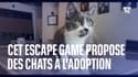Cet escape game propose des chats à l'adoption