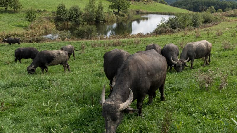 Si les bufflonnes produisent trois fois moins qu'une vache standard, leur lait a l'énorme avantage d'être l'un des plus chers.