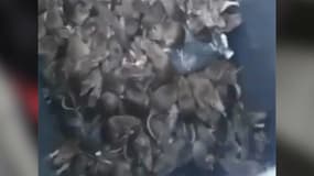 La vidéo des éboueurs montre des dizaines de rats entassés dans une poubelle.