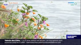 Île-de-France: la hausse des températures renforce les allergies aux pollens