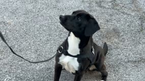 Tana vient d'intégrer les rangs de la brigade canine.